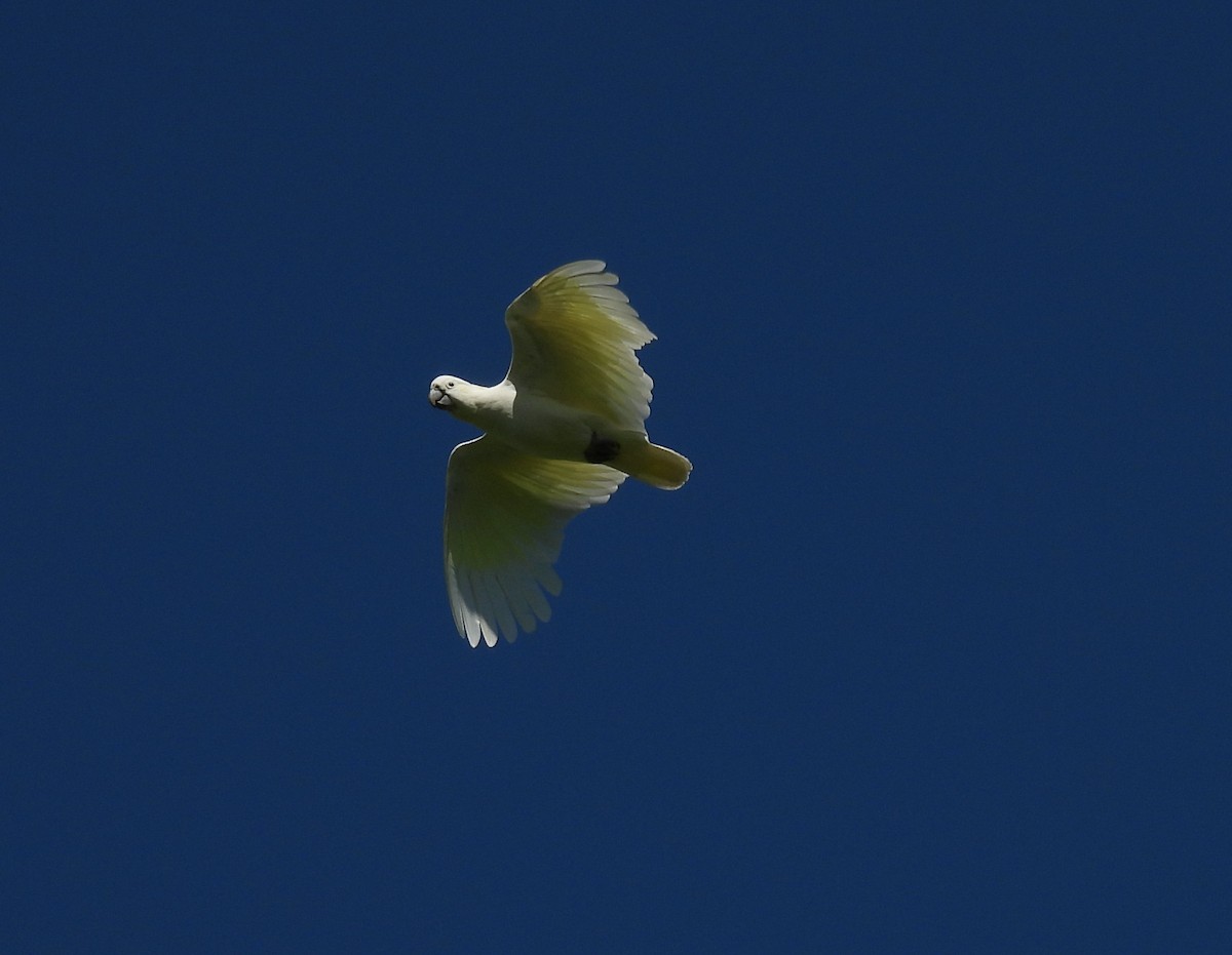 Большой желтохохлый какаду - ML646285731