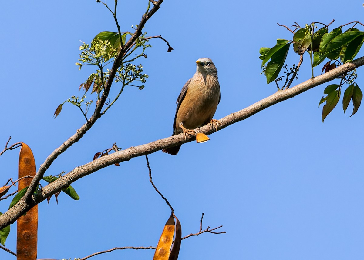 Сероголовый скворец - ML646285732
