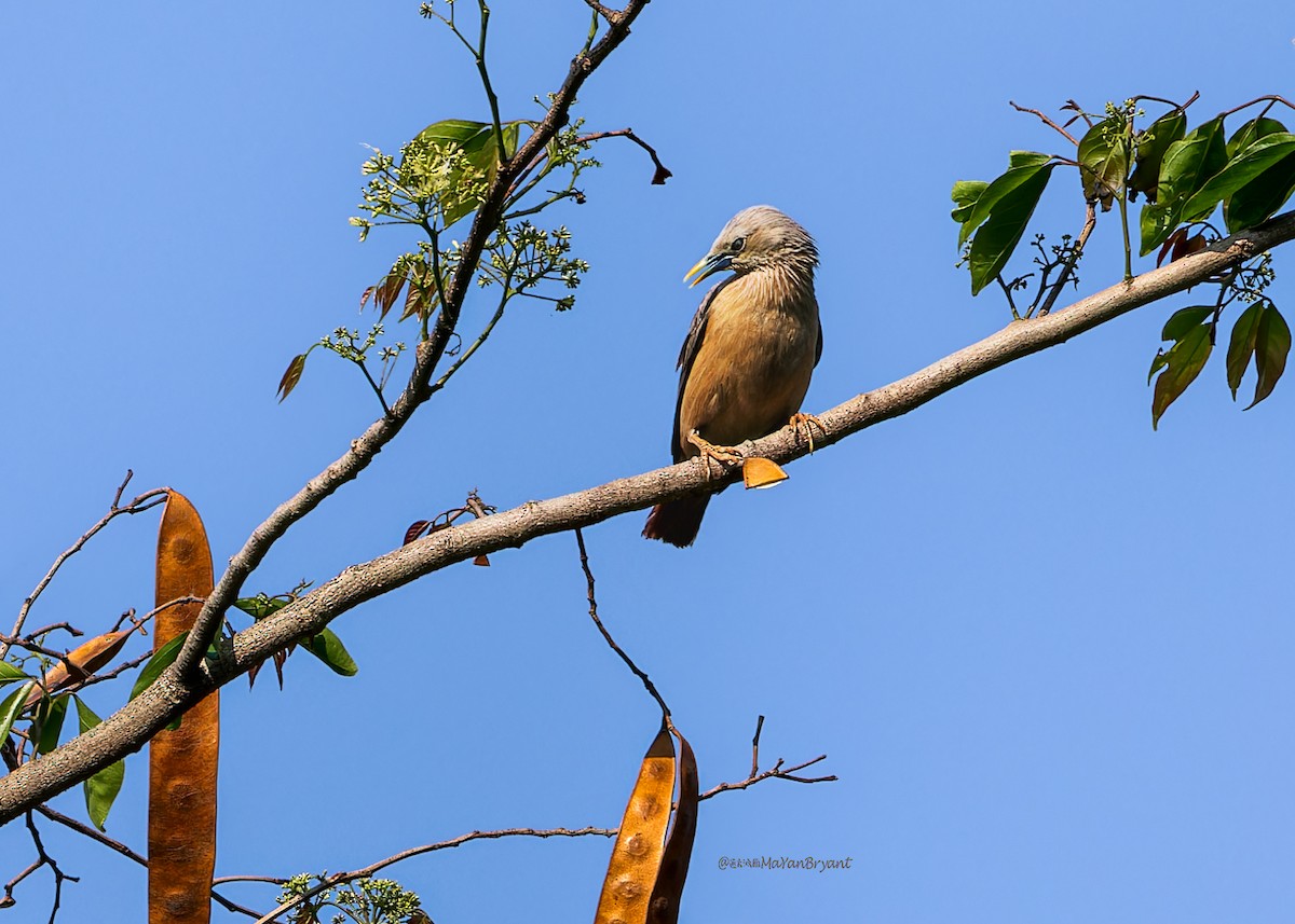 Сероголовый скворец - ML646285733
