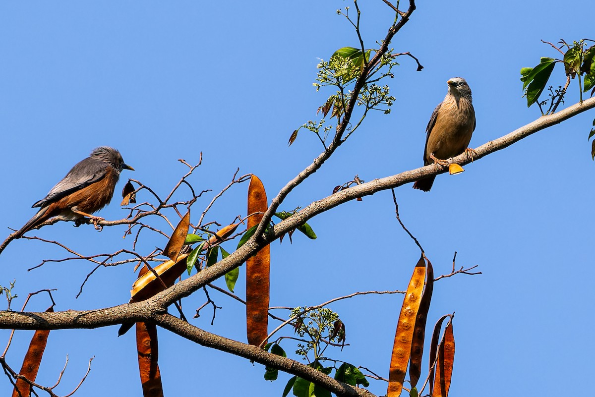 Сероголовый скворец - ML646285734