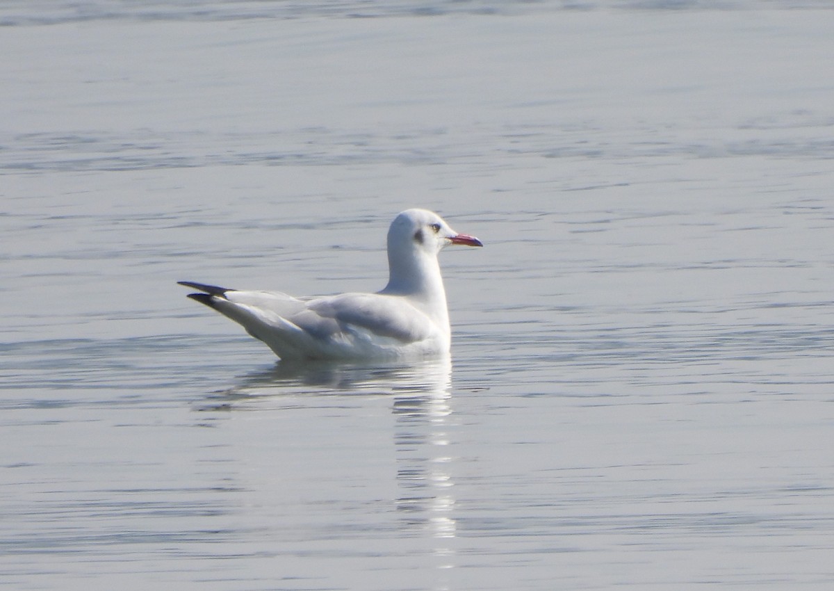 Буроголовая чайка - ML646285735