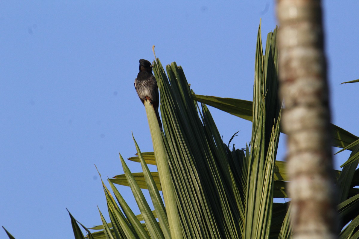 Красногузый бюльбюль - ML646285736