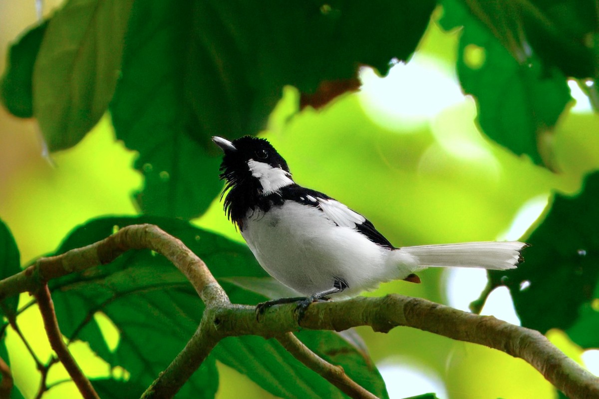 Malaita Monarch - ML646285739