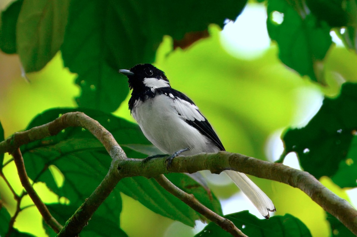 Malaita Monarch - ML646285740