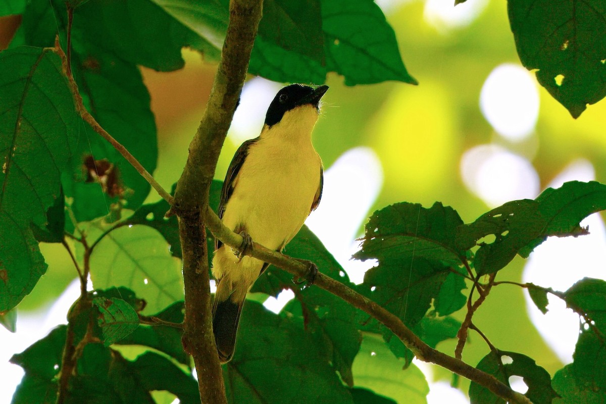 Иволговый свистун - ML646285742