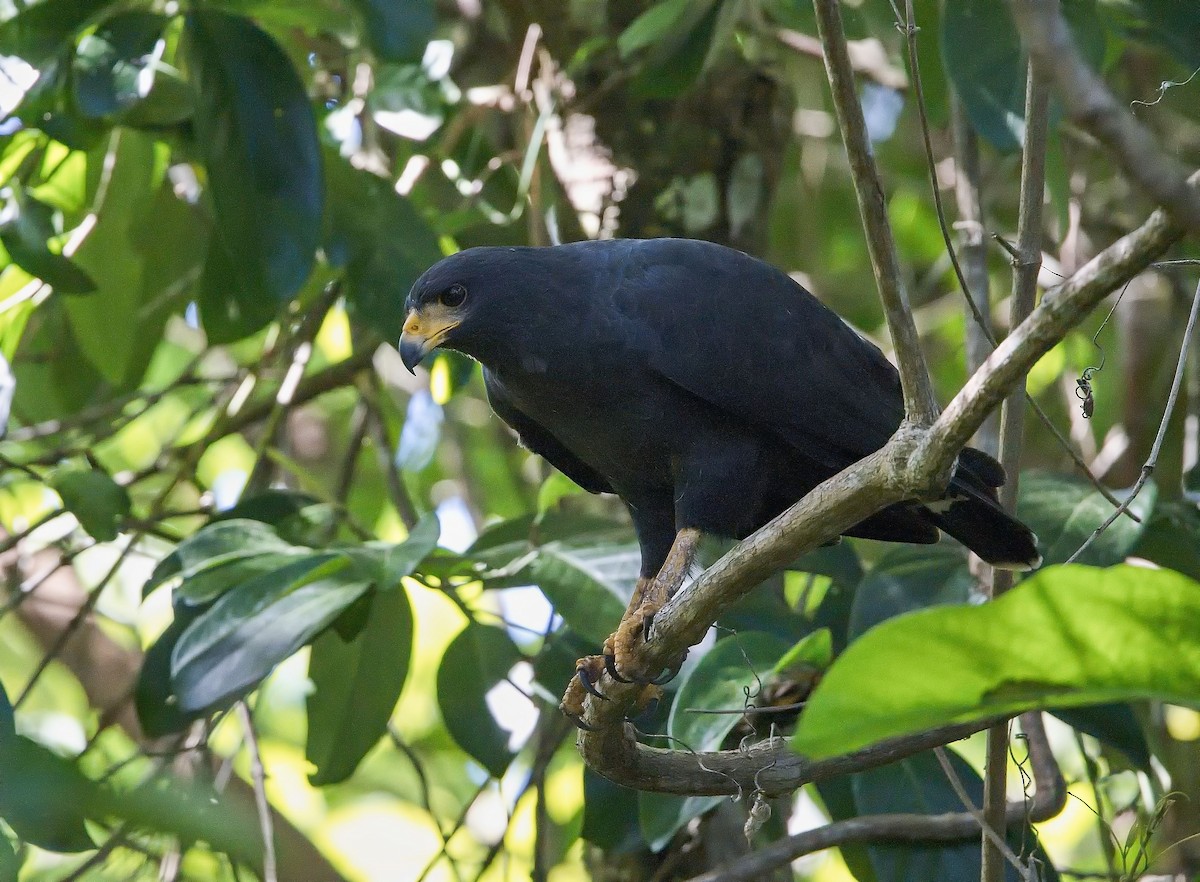 Чёрный крабоед - ML646285743