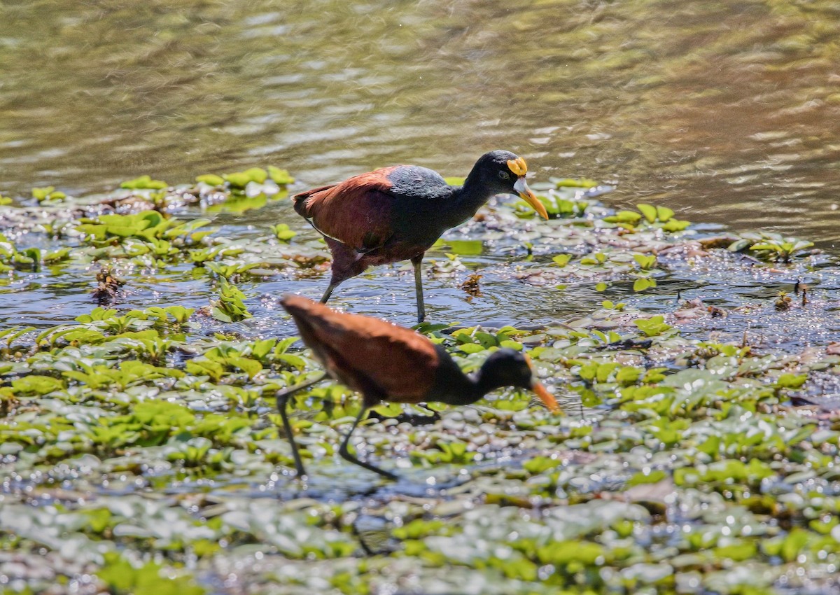 Желтолобая якана - ML646285749