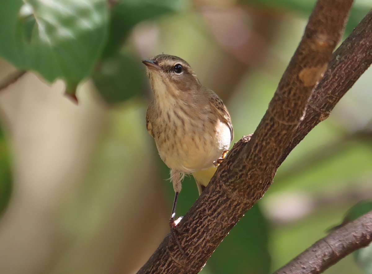 Пальмовая древесница (palmarum) - ML646285750