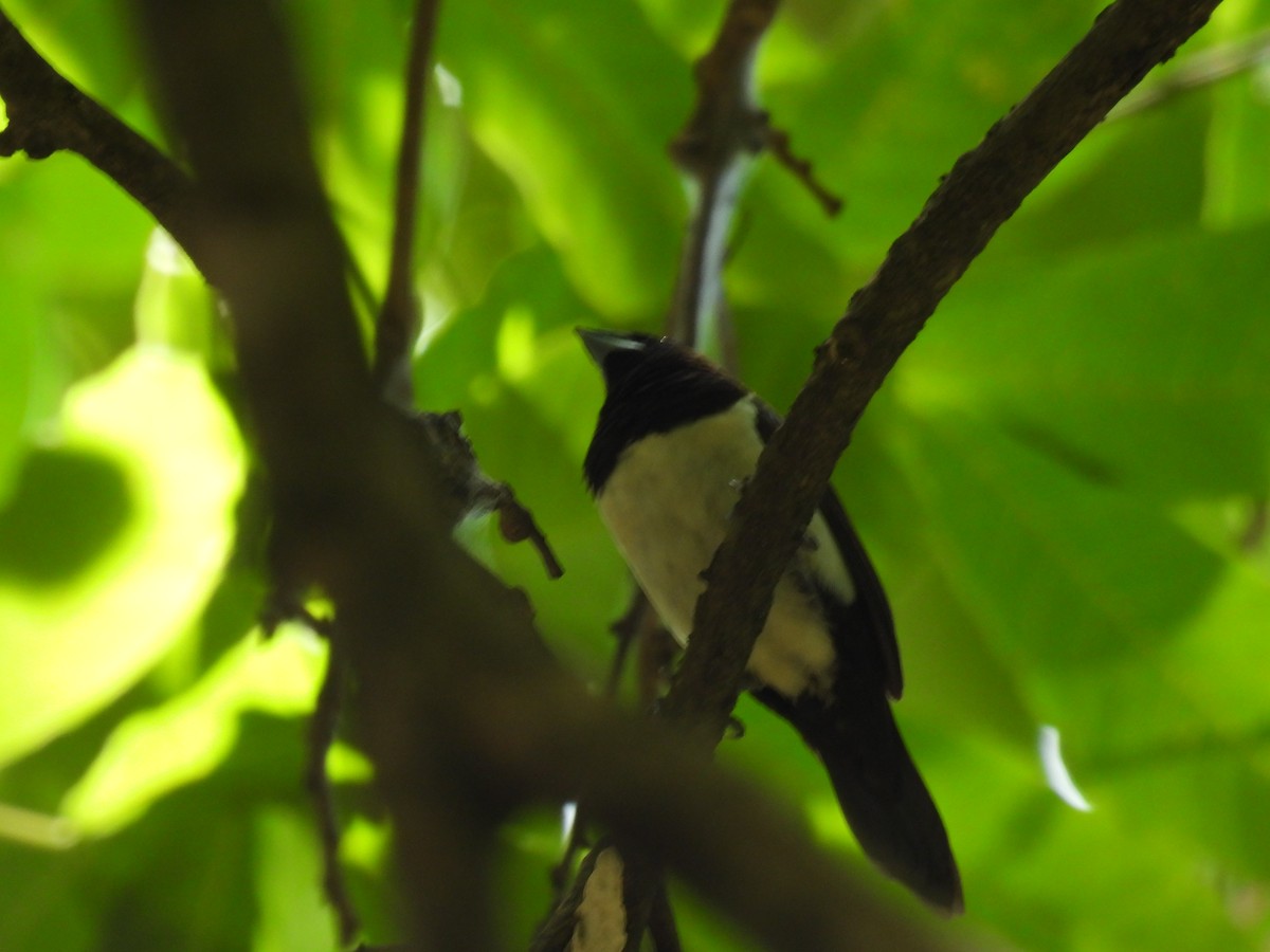 Яванская муния - ML646285751