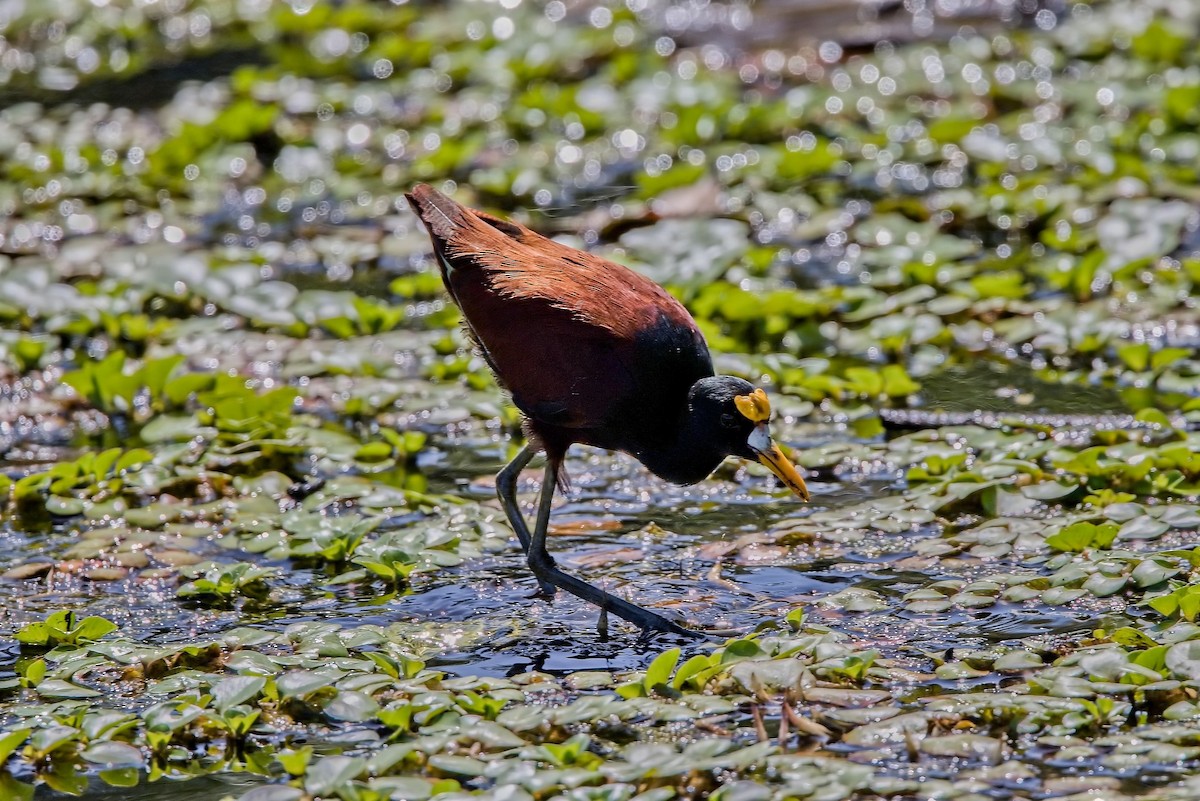 Желтолобая якана - ML646285753