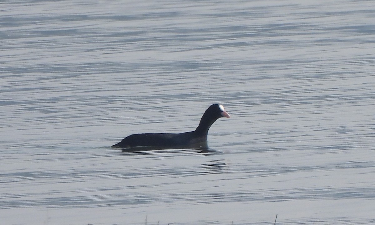 Лысуха - ML646285754