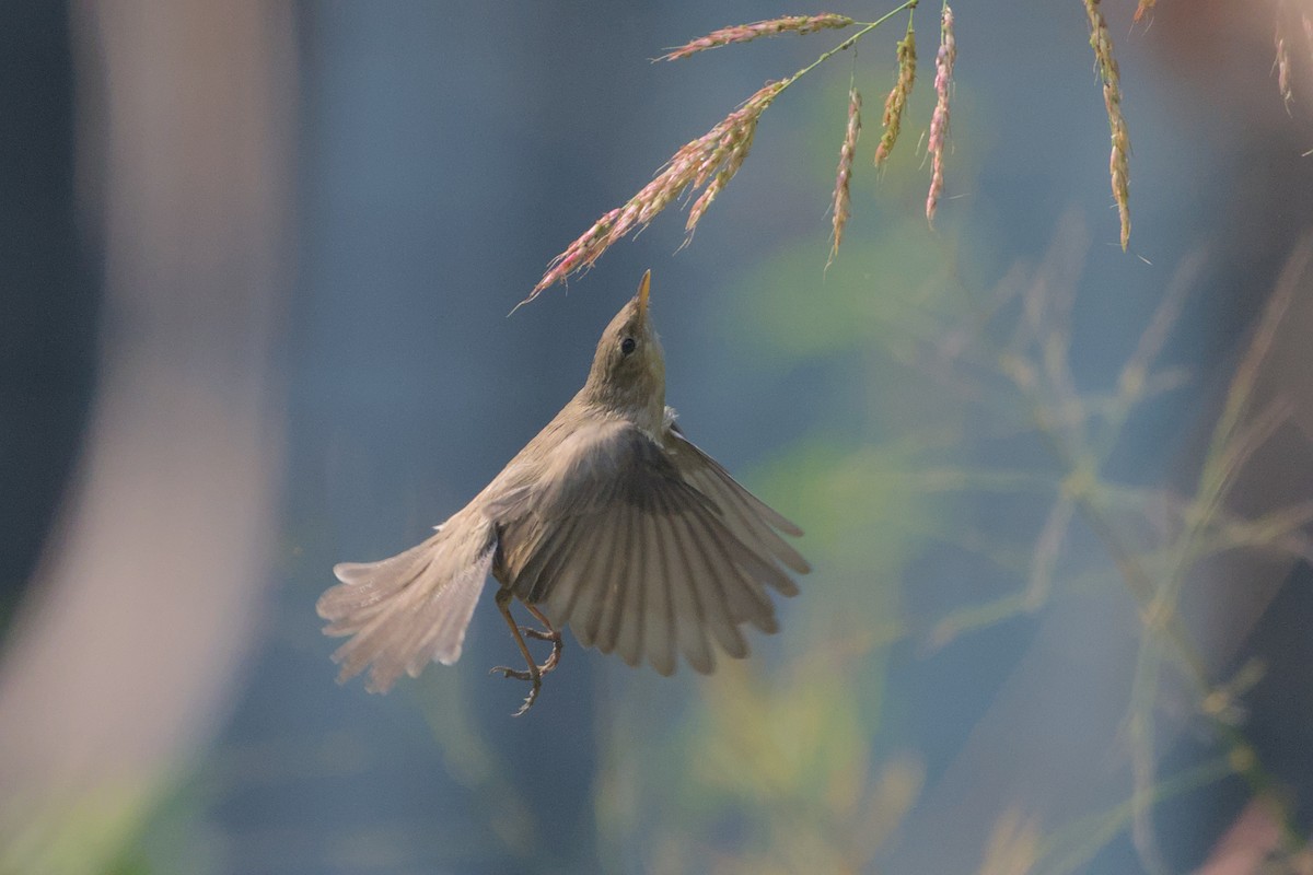 Sykes's Warbler - ML646285755