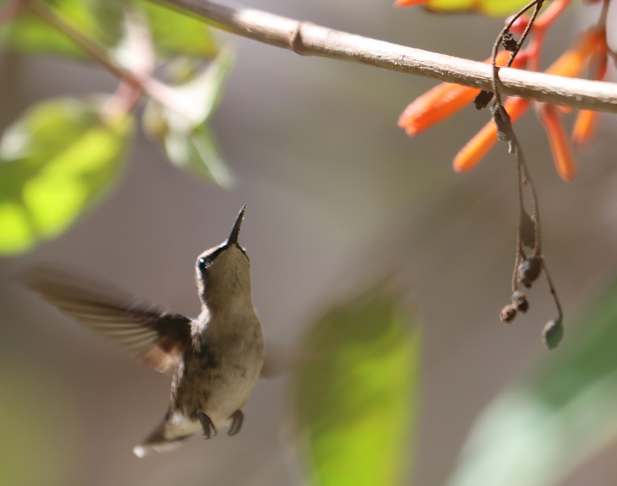 Колибри-пчёлка - ML646285756