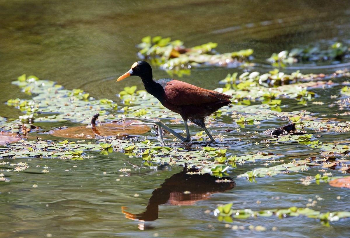 Желтолобая якана - ML646285757