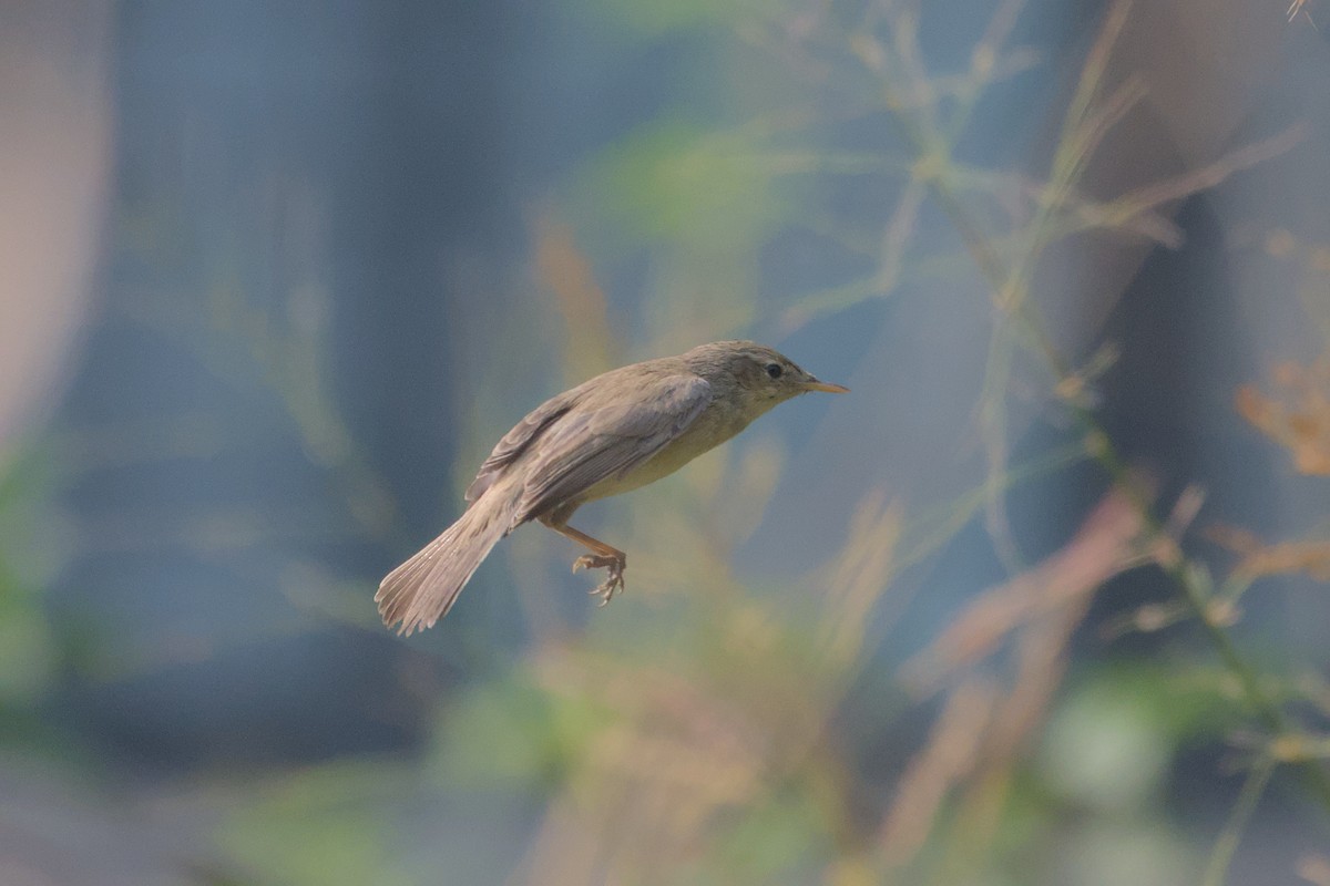 Sykes's Warbler - ML646285758