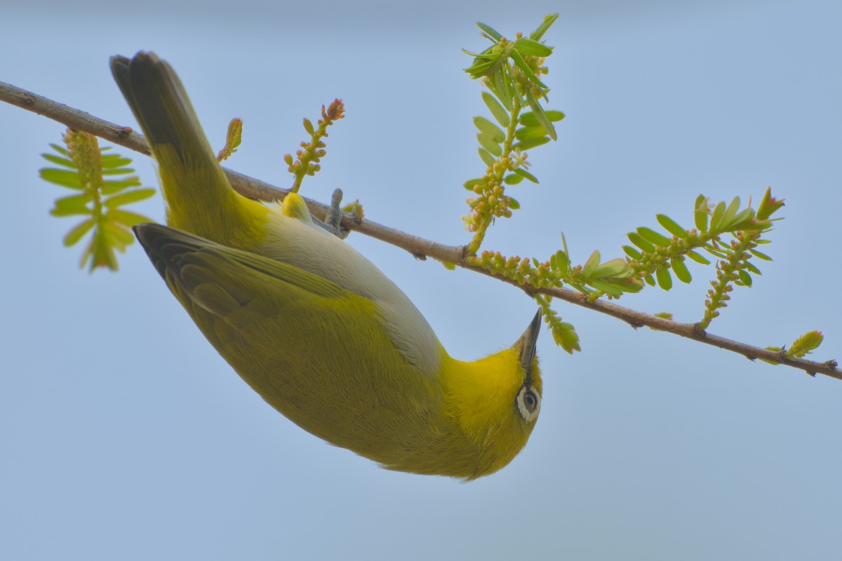 Indian White-eye - ML646285761