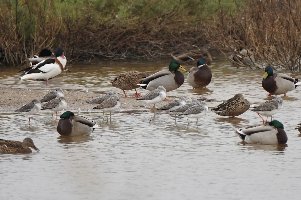 Common Greenshank - ML646285763