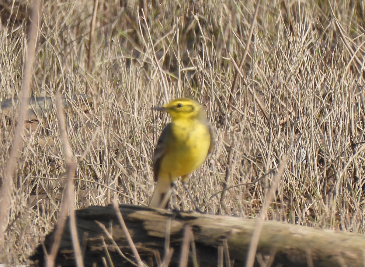 黃頭鶺鴒 - ML646285771