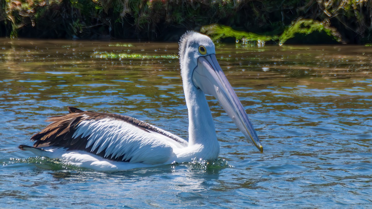 Australian Pelican - ML646285775