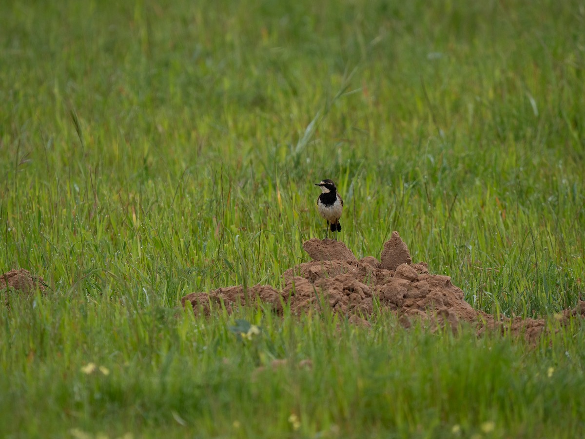 Capped Wheatear - ML646285790