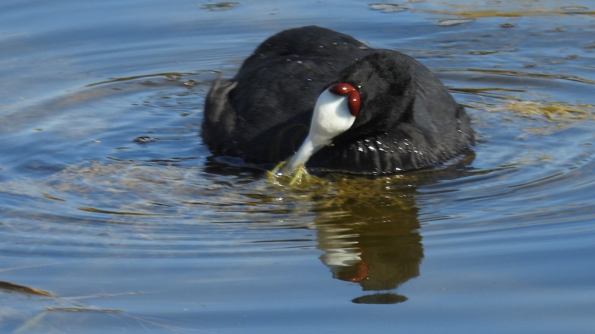 Red-knobbed Coot - ML646285796