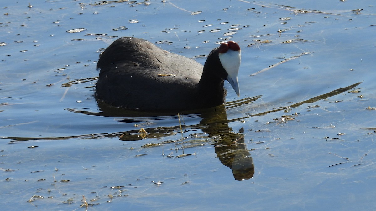 Red-knobbed Coot - ML646285797