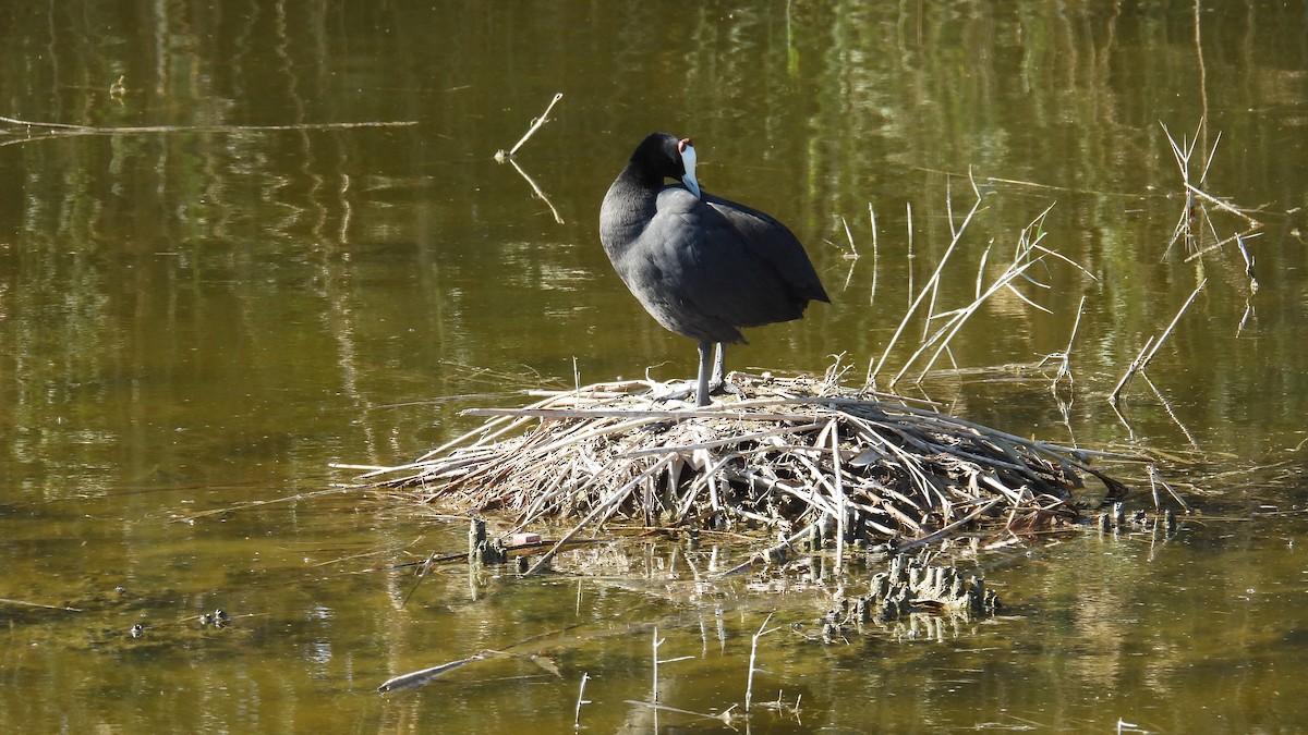 Red-knobbed Coot - ML646285798