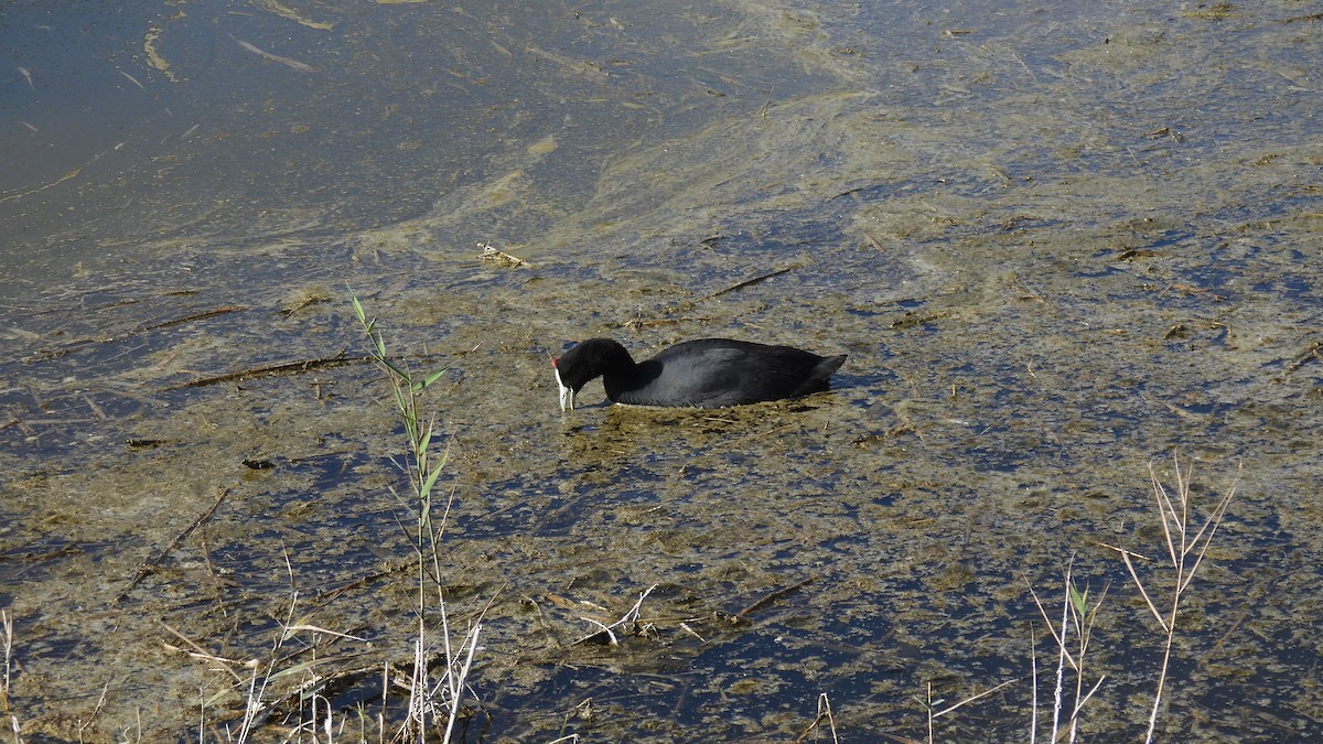 Red-knobbed Coot - ML646285799