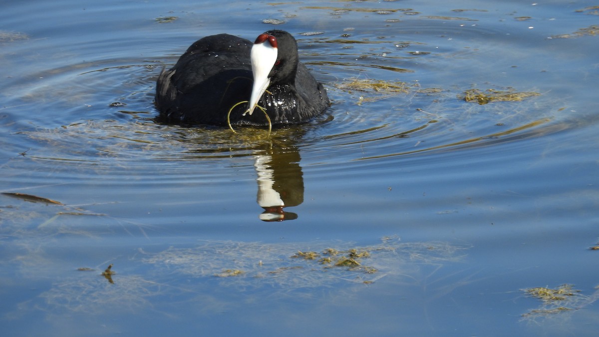 Red-knobbed Coot - ML646285800