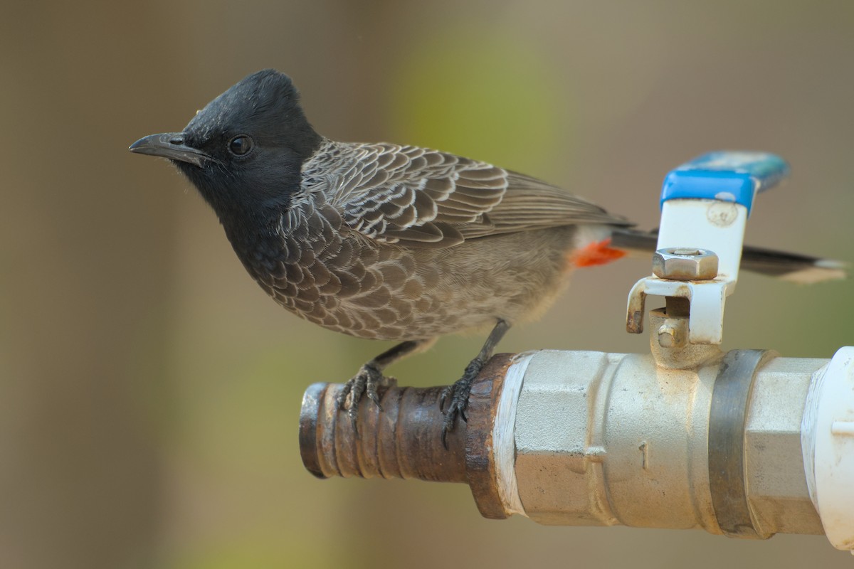 Red-vented Bulbul - ML646285802