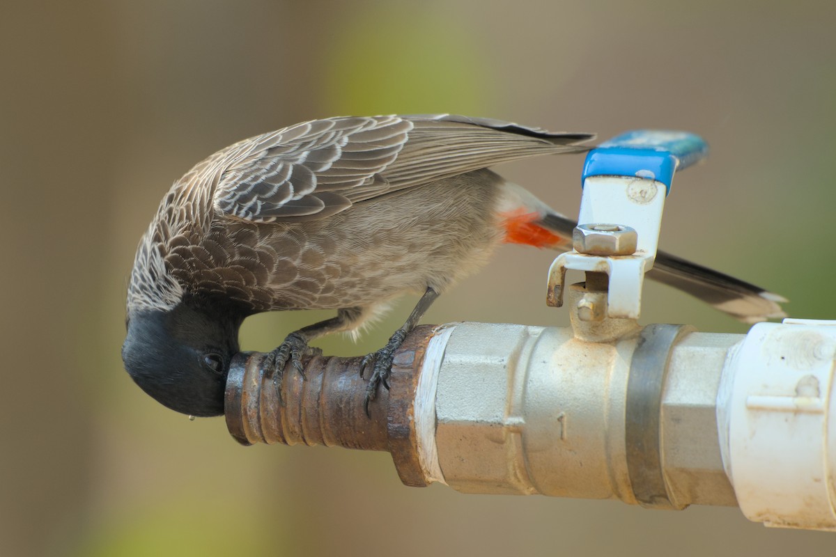 Red-vented Bulbul - ML646285803