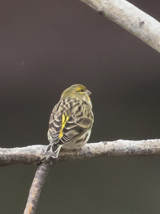 Txirriskila arrunta - ML646285806