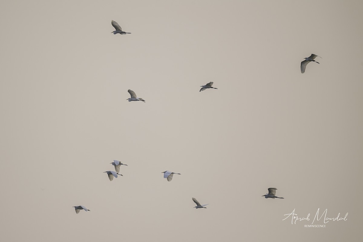 Great Egret - ML646285816