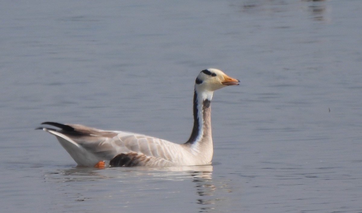 Гуска гірська - ML646285817