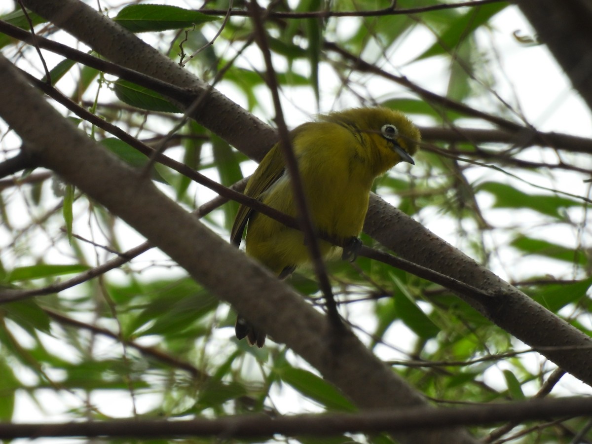Lemon-bellied White-eye - ML646285823