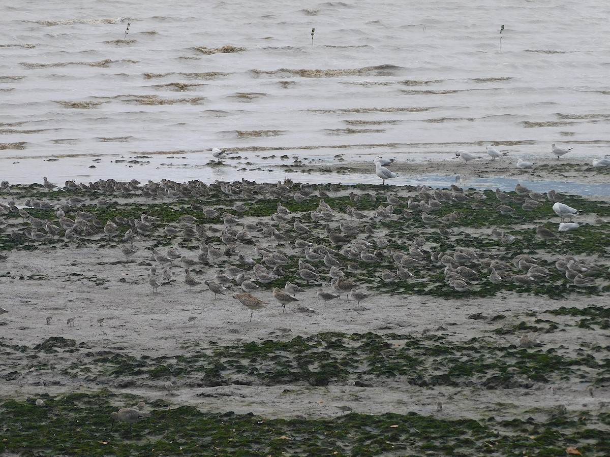 大濱鷸 - ML646285825