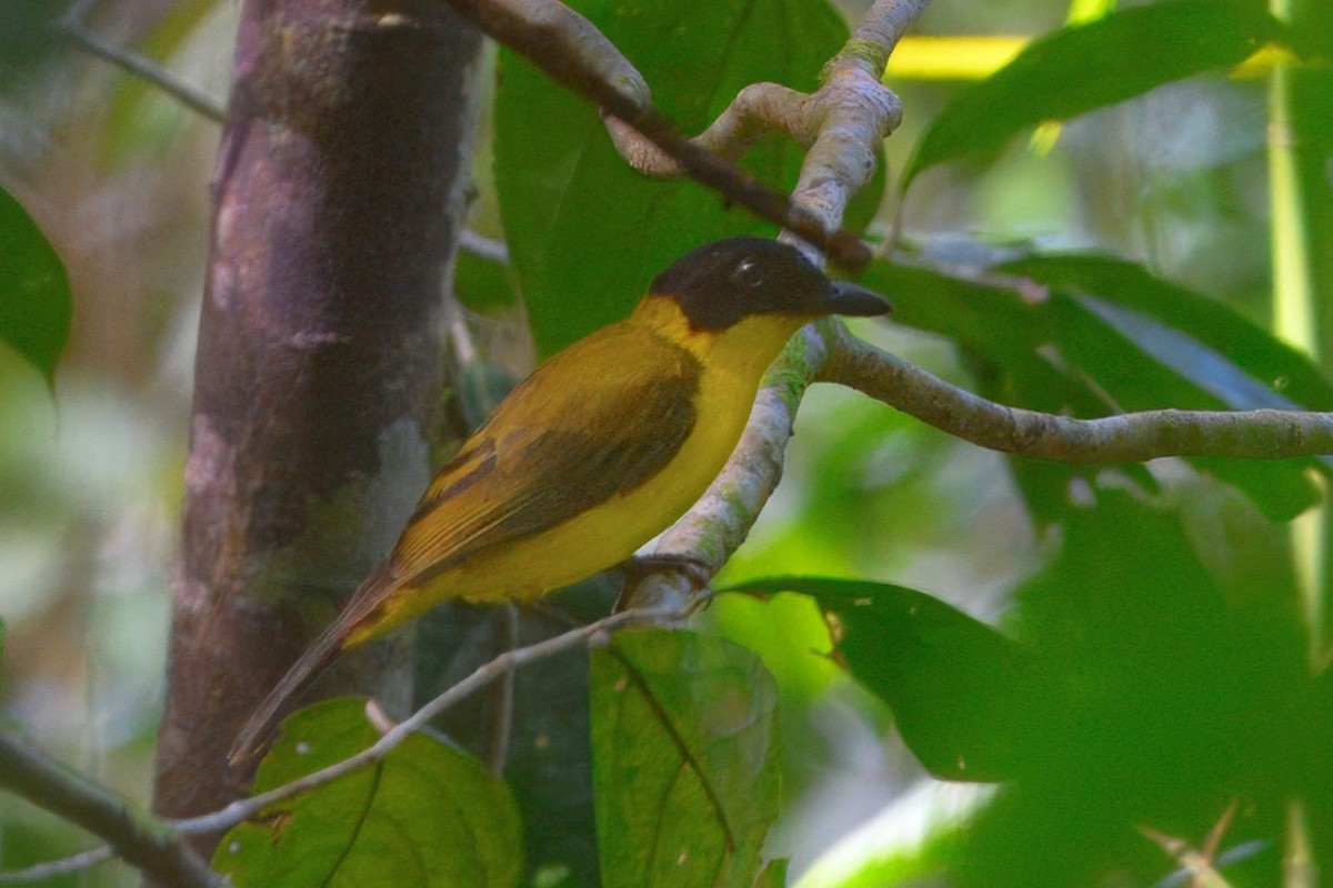 Oriole Whistler - ML646285827