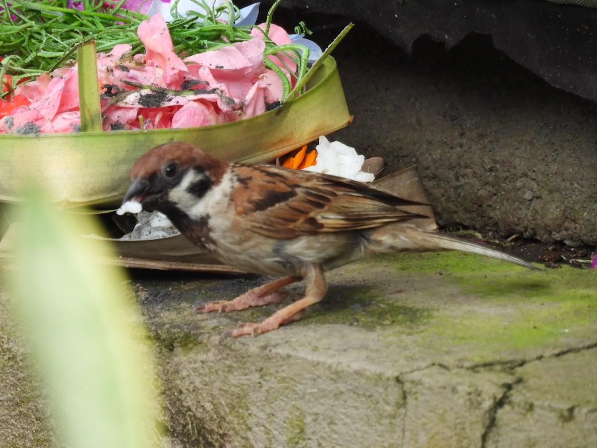 Eurasian Tree Sparrow - ML646285830