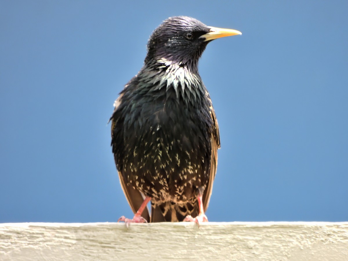 European Starling - ML646285831