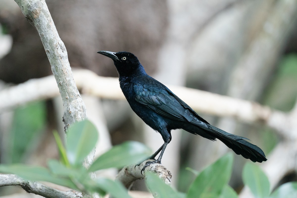 Great-tailed Grackle (Great-tailed) - ML646285832