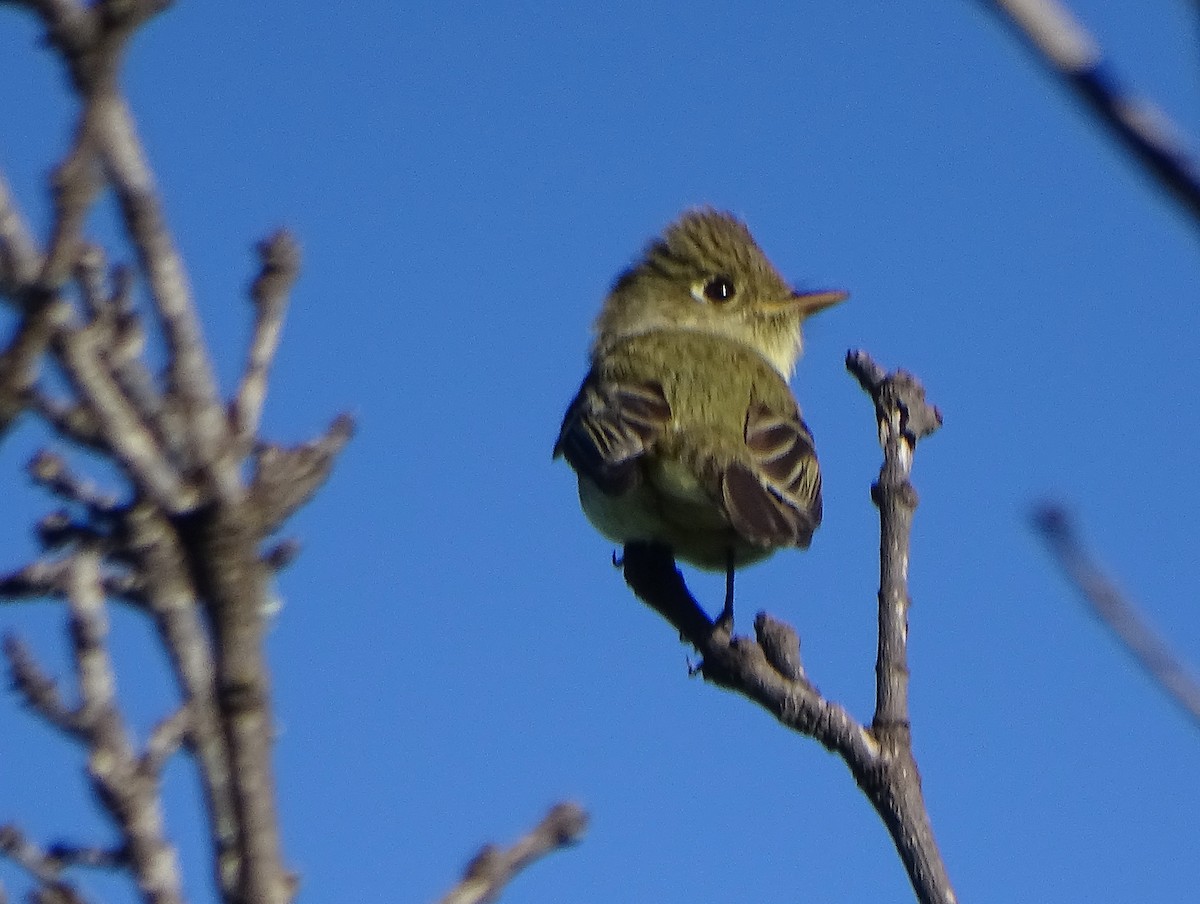 Western Flycatcher (Pacific-slope) - ML646285833