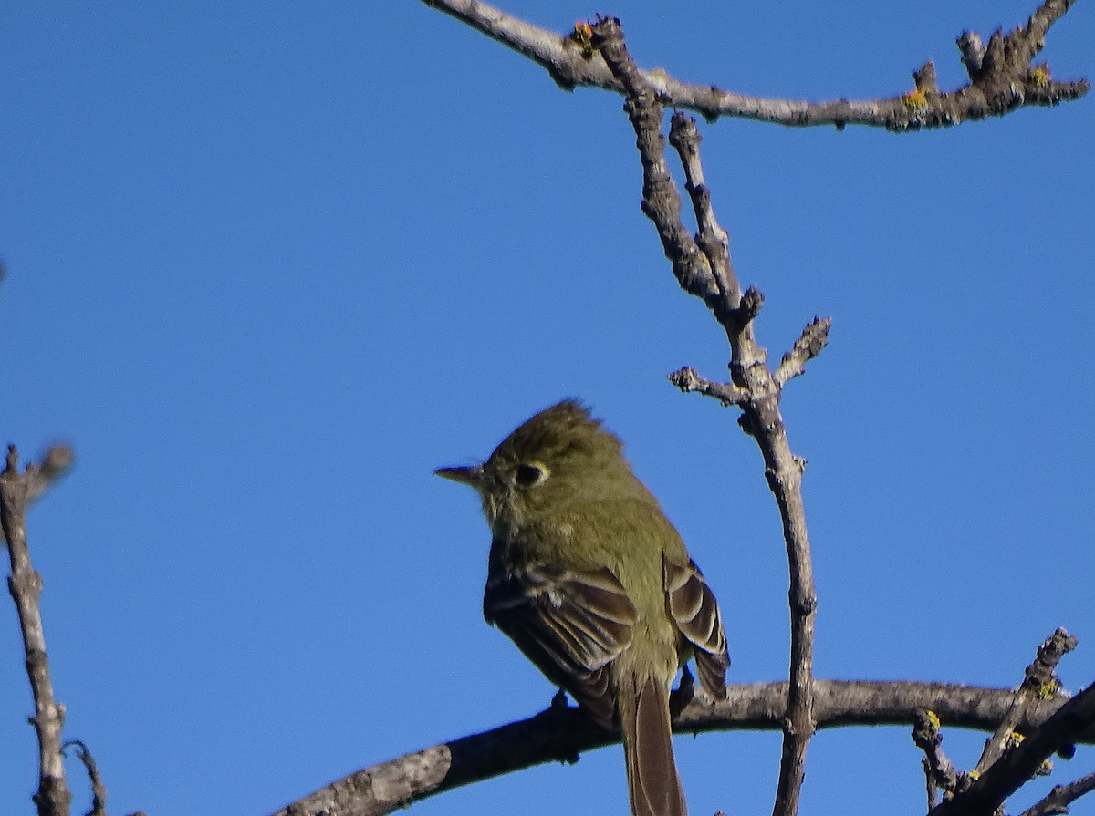 Western Flycatcher (Pacific-slope) - ML646285834