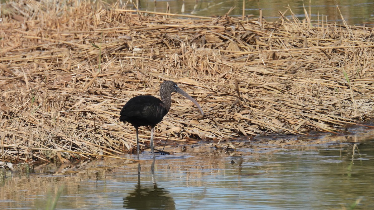 Glossy Ibis - ML646285835