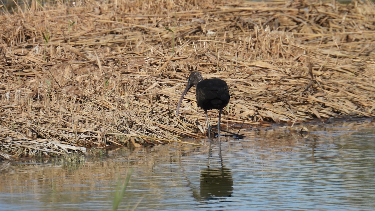 Glossy Ibis - ML646285836