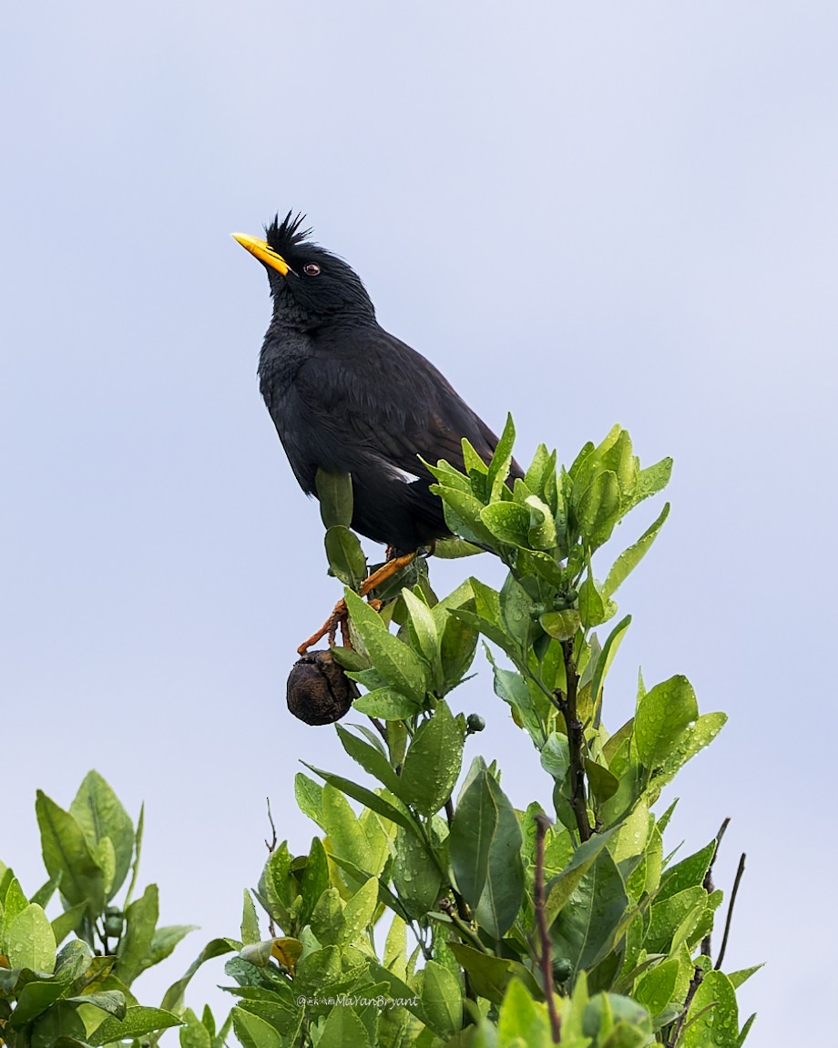 Great Myna - ML646285837