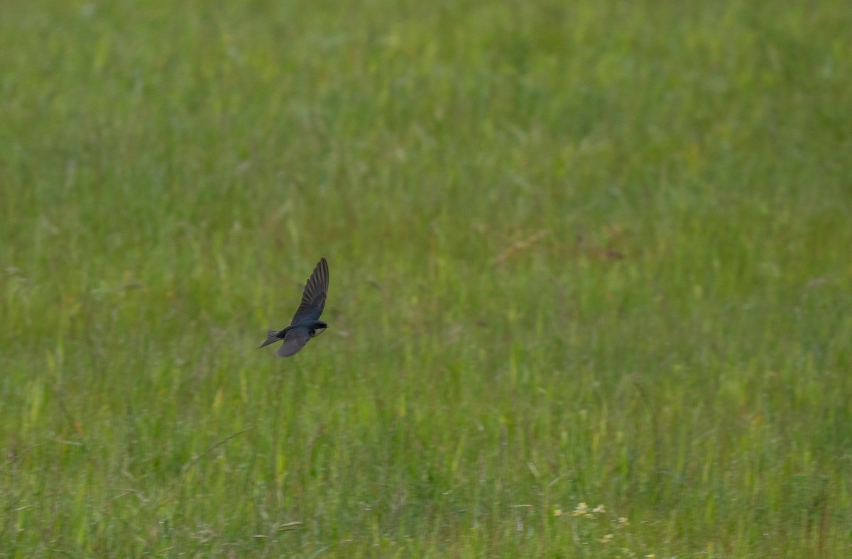 Pearl-breasted Swallow - ML646285838