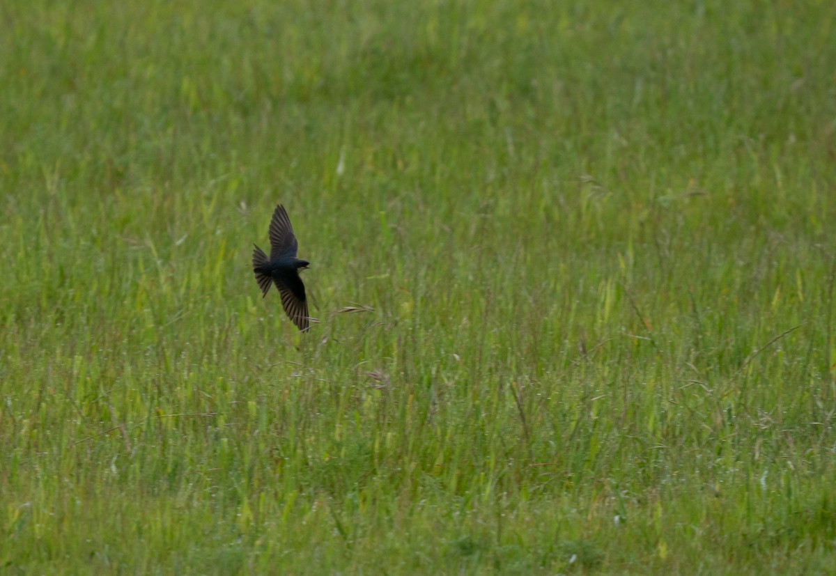 Pearl-breasted Swallow - ML646285839