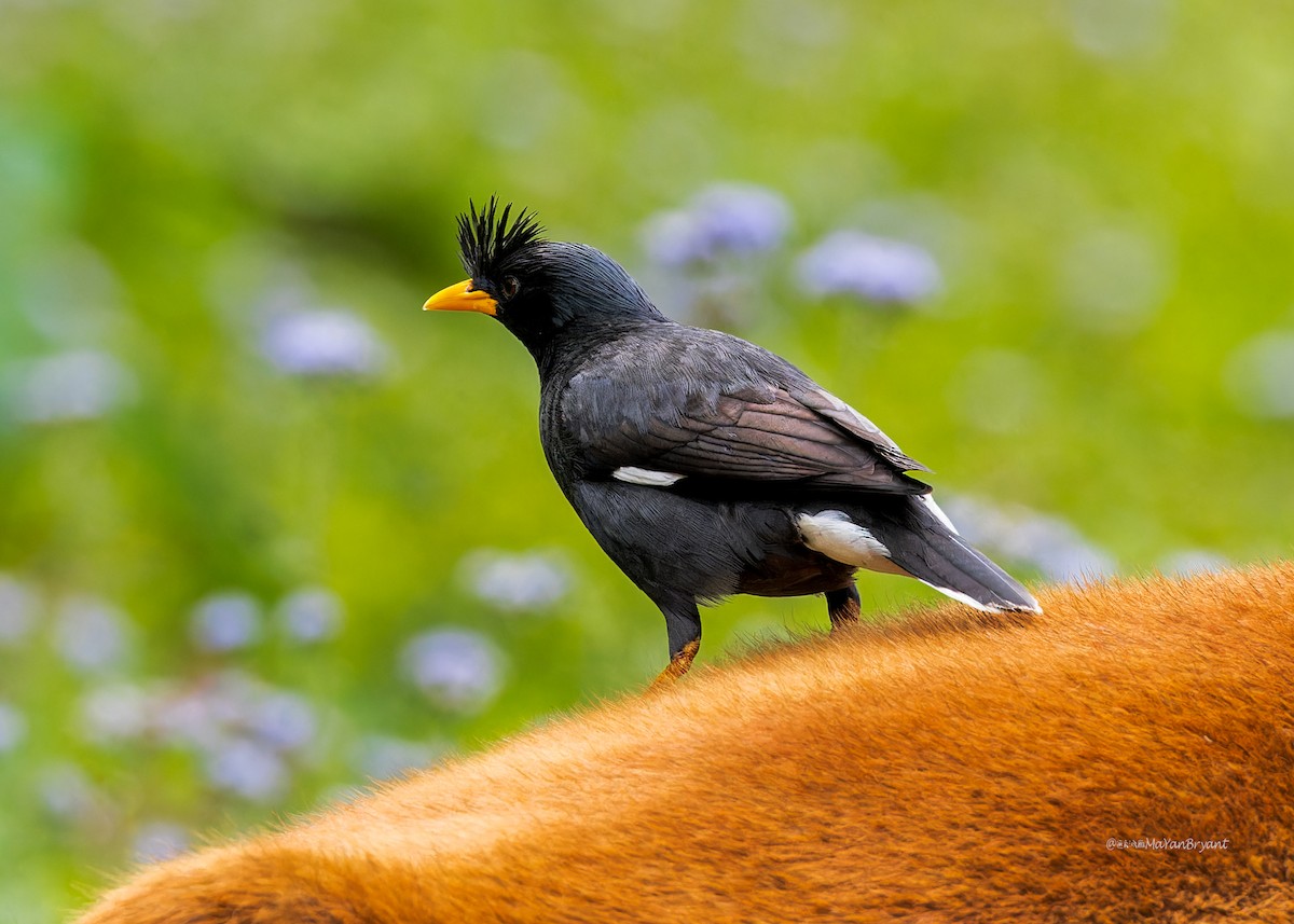 Great Myna - ML646285840