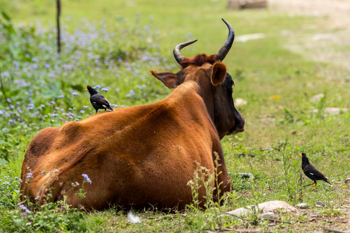 Great Myna - ML646285841