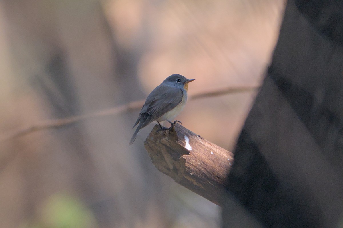 Taiga Flycatcher - ML646285842